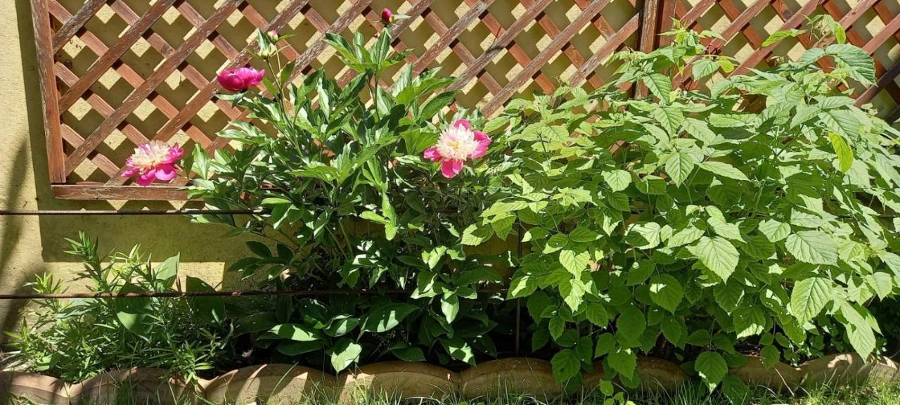 Pensiunea Magnolia Sibiu Exteriör bild