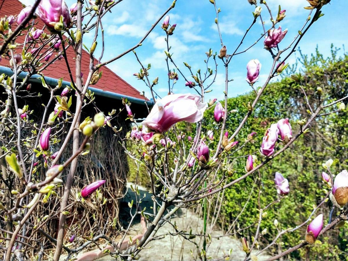 Pensiunea Magnolia Sibiu Exteriör bild